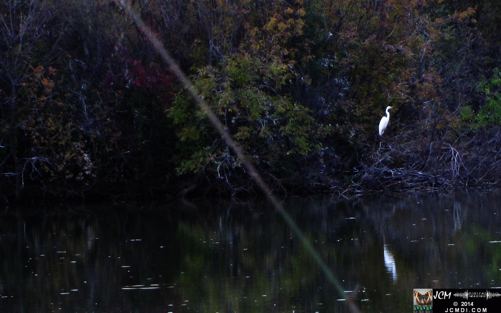 Egrets dusk roost on small lake in Minnesota
